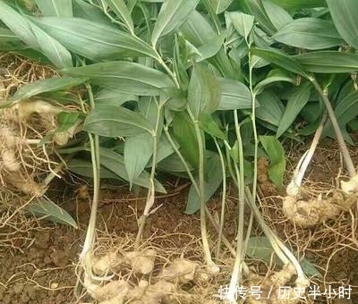  「黄精」外国靠进口，我国遍地都是，此“植物”生长在野外，你