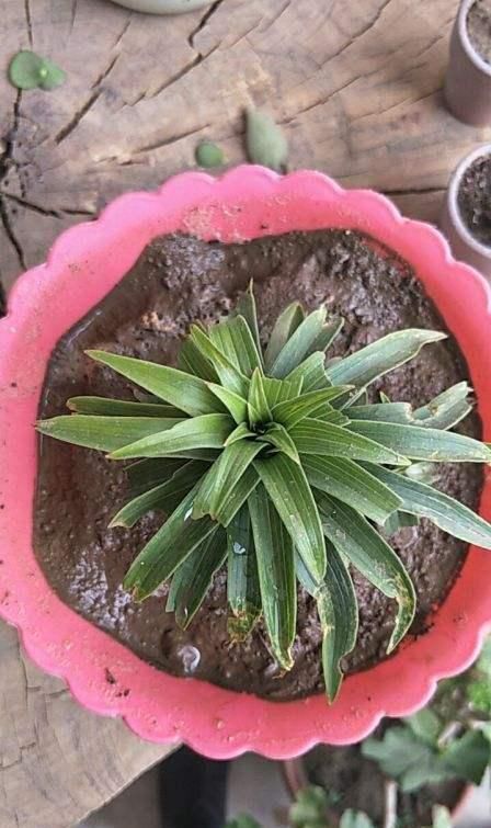 「到花盆里」这些水果吃了不要扔,顺手把核种土里,来年长成小盆栽!
