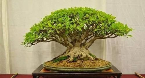  暖凉爽的环：22种天生就是最好的盆景植物，你认识几种？