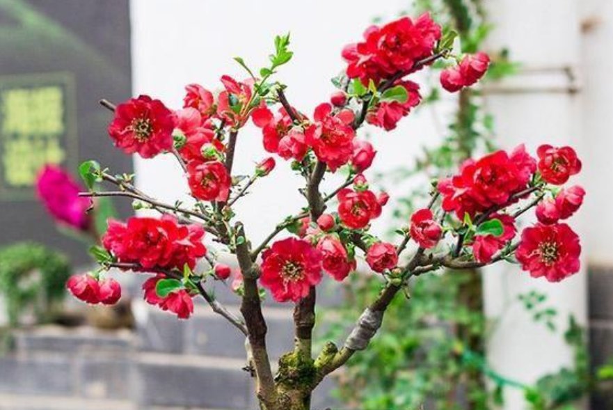  【适合】最适合养在阳台的花，漂亮贵气上档次，简单好养、开花多！