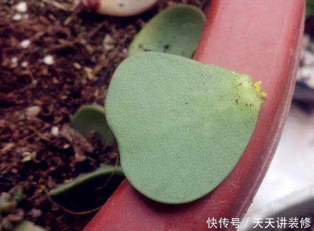  [图片作者]15种超级好养的花，不死鸟居然不是第一，“养花杀手”们试一试吧
