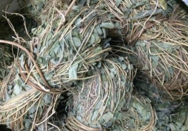  「鸡骨草」在深山，有1种珍贵的植物，人称“鸡骨草”，营养价值极高！