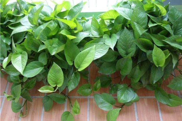  『侍弄』工作之余侍弄一下花草，这6种植物，没有“阳光”也能蹭蹭长