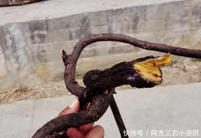  「黄金」这树价值珍贵，树根更是稀罕物，内含“黄金”，但见到