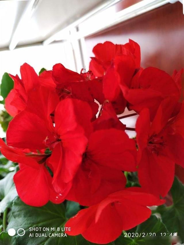 顶芽:这花就是欠“掐”,把顶芽掐掉,掐得越狠,开花越多