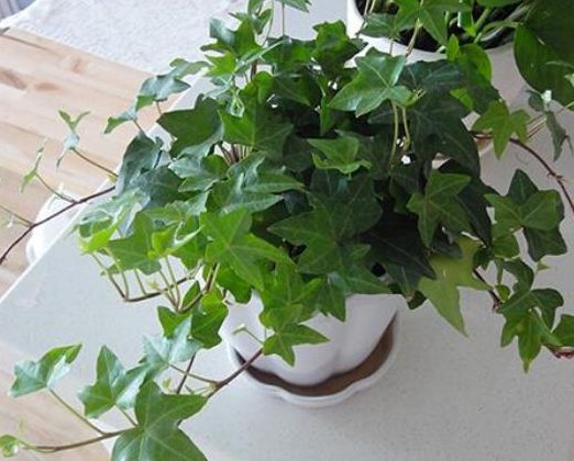  『植物』聪明人的卫生间和厨房，都会养这3种植物，难怪身体很健康！