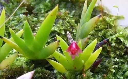  #剑叶石斛#这种植物，是中医界的“宝贝”，目前极其珍贵，若遇见，请重视！