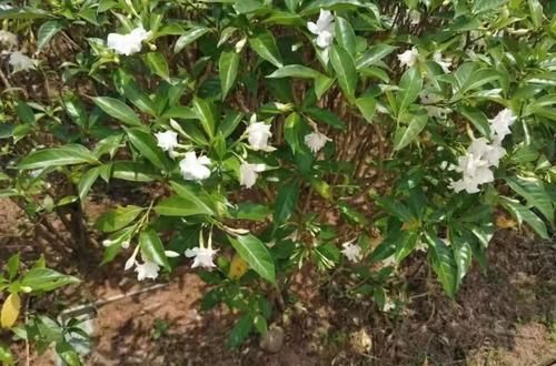  『没想到』买了盆花朵特别像栀子花的观赏植物，没想到名字叫狗牙花