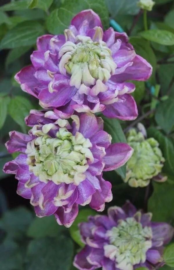  「球老师爱吃薄荷冰淇」封闭阳台养花，防盗窗有大用，1平米也能变花园！