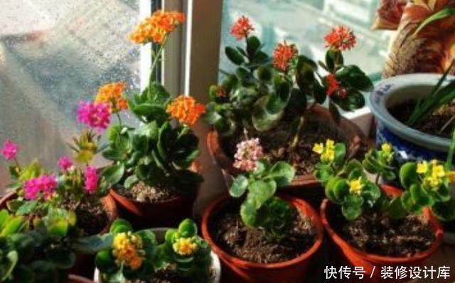  不妨就去养@这“3种”植物，回家养1盆，哪怕天再“冷”，叶片、花朵也旺盛！
