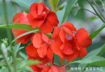  『夏季』夏季喜欢在家中养护花卉，就选择3种花卉，花色艳丽，花期长