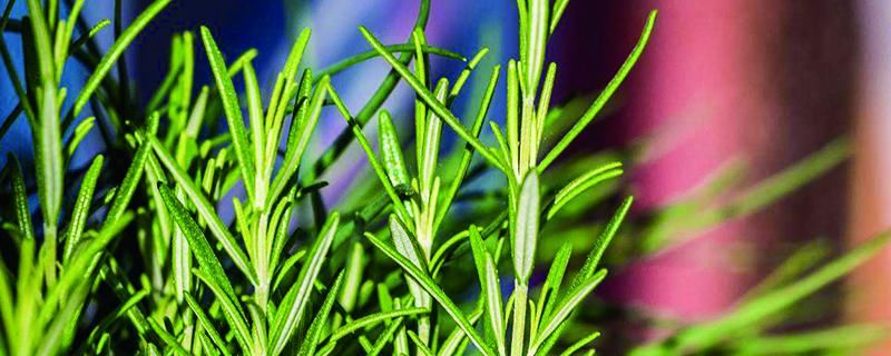  「花语」迷迭香在中国叫什么，花语是什么呢? - 花百科