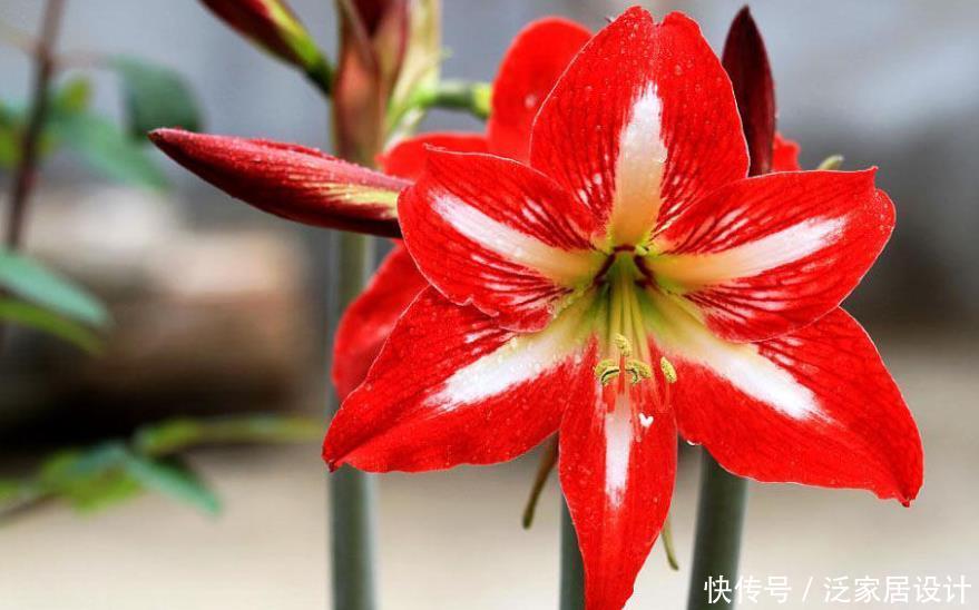  「喜欢」喜欢养护漂亮花卉，就选择花期长、花色艳，开花量繁多的5种花卉