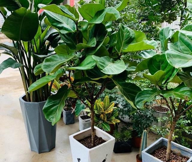  「深度」栽种绿植的时候，栽种深度有什么要求？