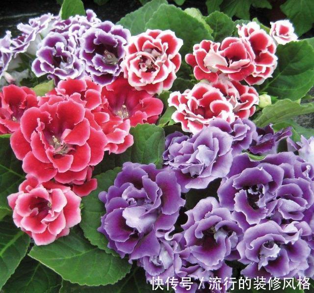  「就算」3种耐阴花真好养，就算光线不错，照样生机勃勃