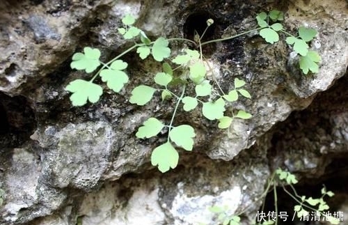  【湿润】在湿润的岩石上，看到1种“石苇”，请珍惜，并不是野草，珍贵！