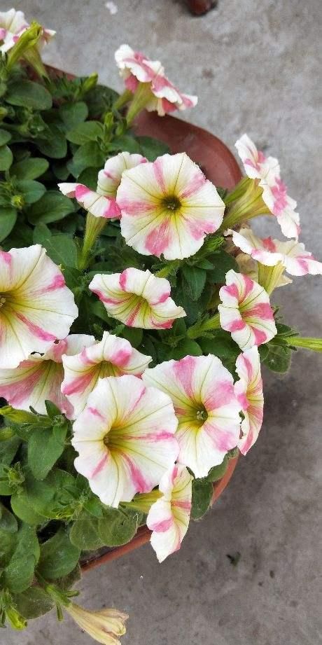  『土里』2种花，播种更省心，往土里一撒，嗖嗖长出小嫩芽