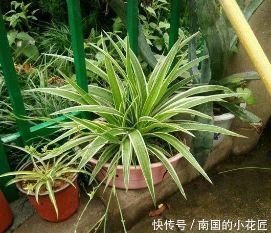 『肥美』吊兰、绿萝怎么养长得旺?水培、土培遵循5点,枝叶繁茂、肥美