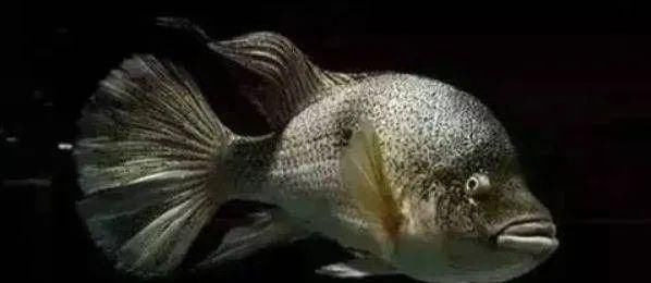  #水族市场上#美洲慈鲷之美，您细品