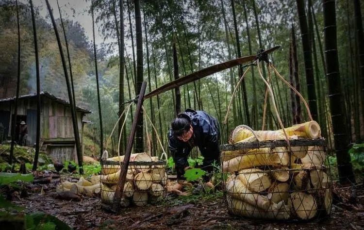  『荠菜』又是一年春食时！春天里的江南人，是如何把“鲜嫩”吃得出神入化的？
