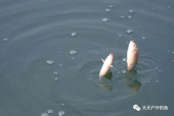  『子线』鱼不咬钩，可以做这些调整，效果立竿见影！