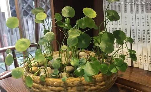  到植物体@这4种“财运”花，迎财旺运寓意好，养护方便成活率高，超值！