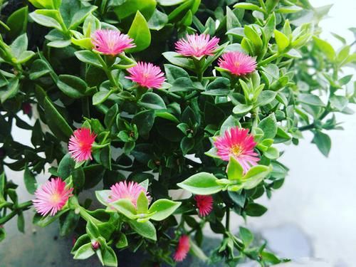  「家里」家里阳台种这些花朵，不用太管就能变花海，开花轻松爆，绚丽多彩