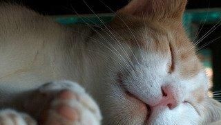  停止■巴西短毛猫以及当猫停止进食时意味着什么？