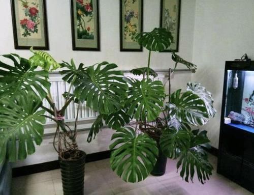  #甲醛#室内甲醛越来越多？不要紧，2种花摆客厅里，净化空气，太值！