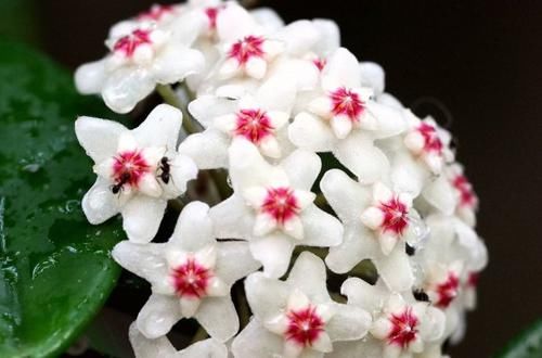  #花开#5种阳台小花，懒人一样养，轻松开出花海，好养好看，美丽怡人