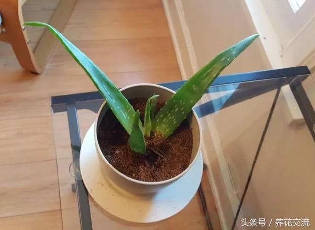 养盆栽芦荟注意换盆移栽的6个事项,年年能分出
