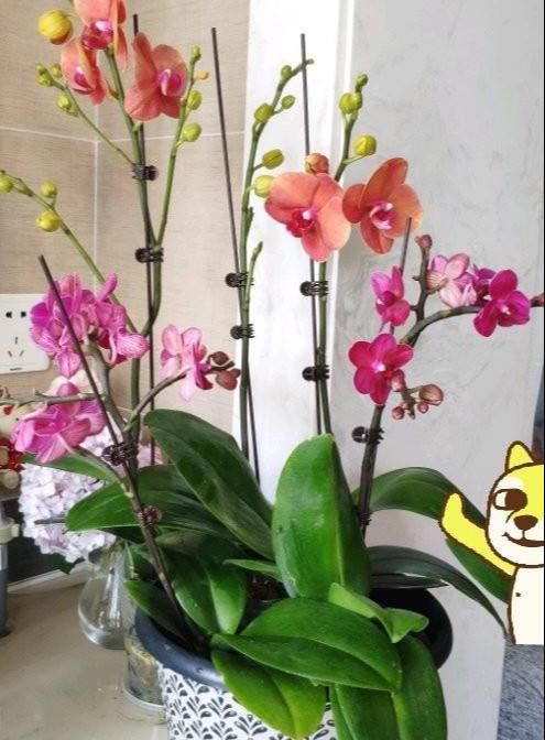  「水苔」这花真“娇气”，杜绝用“土养”，不然一浇水“全烂根”
