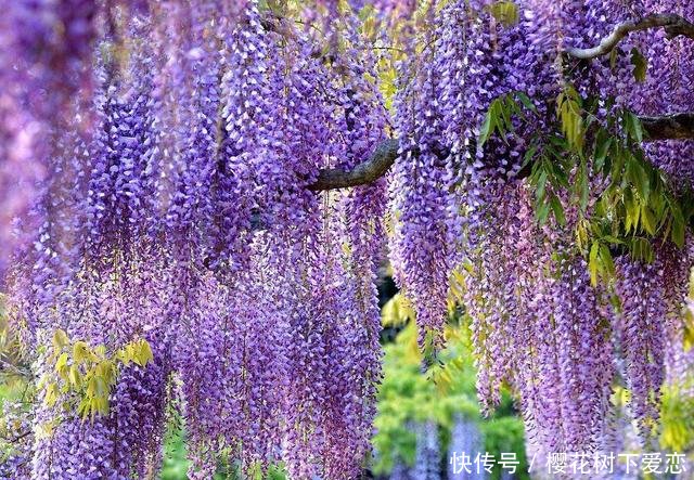  『春天』家有紫藤花，开花好幸福，春天这么养，开花一百年