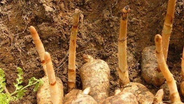  #利润#亩利润7万，农民种了就赔，可依然有人挣钱，秘诀是什么