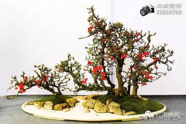 把温江盆景卖到欧洲去