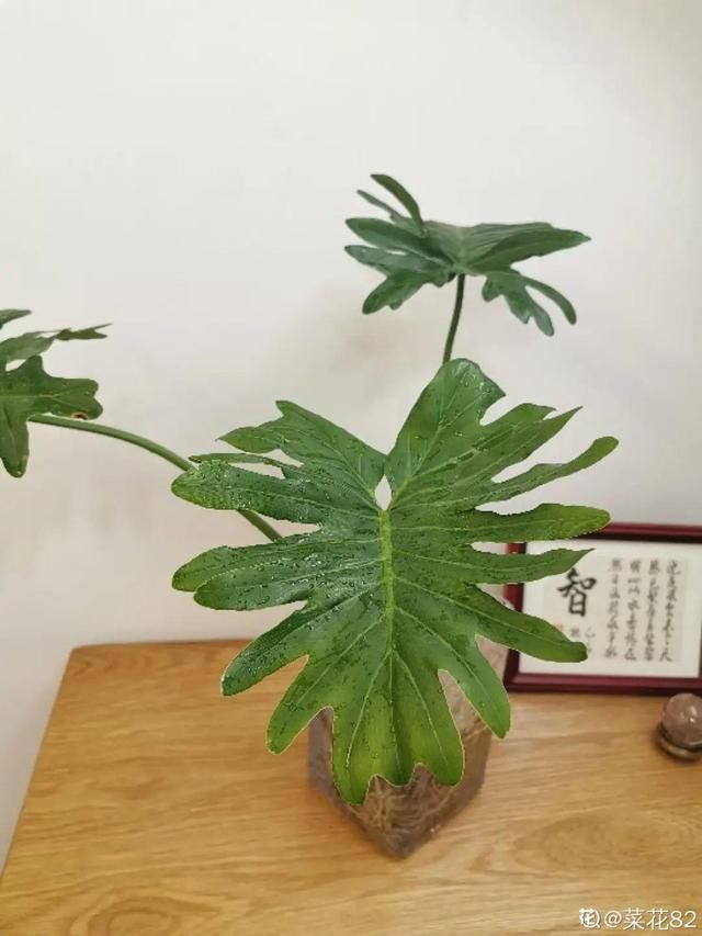  [萝卜]水里加点碳，根系壮得撑破盆，长出满盆萝卜根