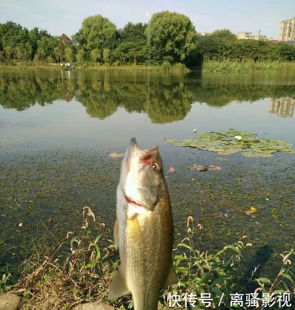 净化水质还是破坏生态？长沙湿地公园，美国黑鲈因放生泛滥了