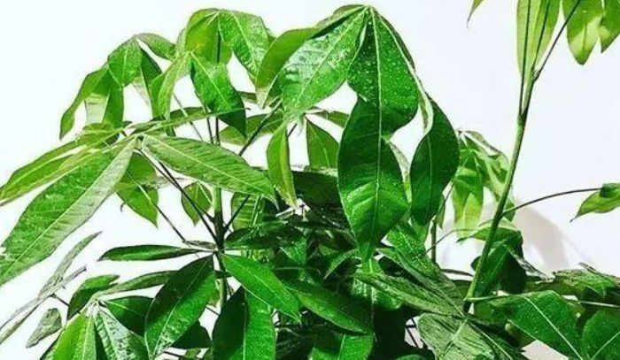  玉树：喜欢养花，不如养盆玉树盆栽 是一种多肉植物 能释放新鲜的氧气 。