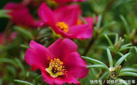  『美好』喜欢养护花卉，就选择优雅大气，寓意美好，花大色艳的花卉