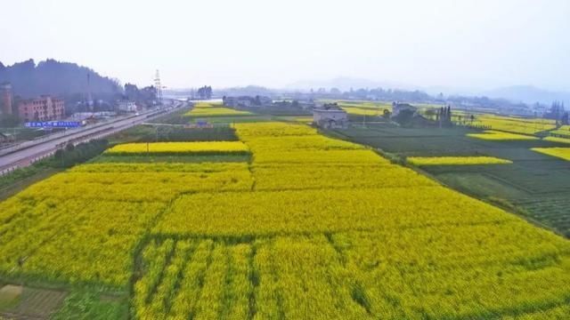  樱花@美惨了！这是洪雅的春天