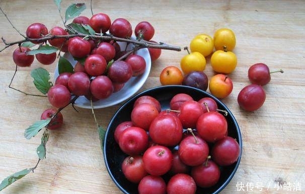  贡品|这种野果曾是皇室贡品，如今却成为城市里的绿化树，无人问