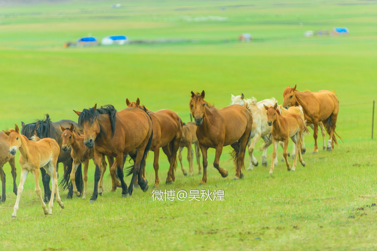 我和内蒙古呼伦贝尔有个约定