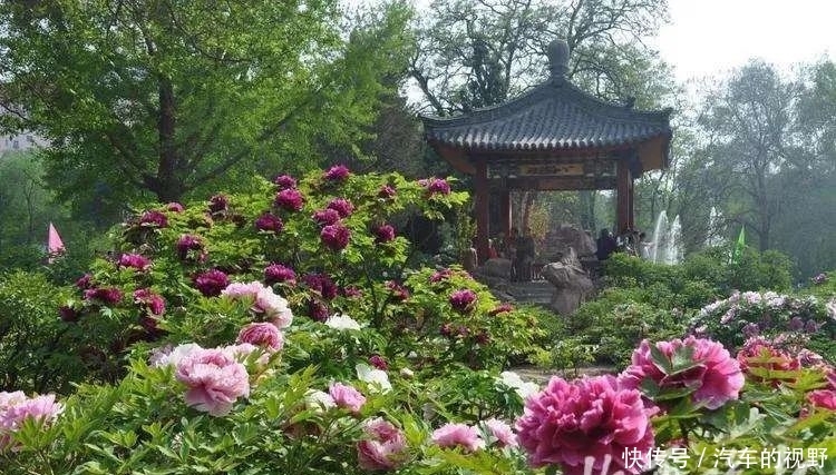  品种：郁金香花展、牡丹花展……迎泽公园“文化节”有看头
