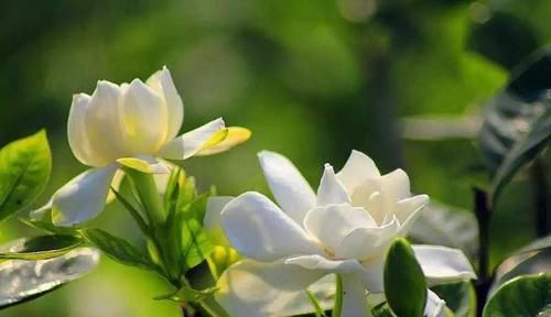  「栀子花」水培栀子花什么时候开，如何管理水培栀子花？一起来了解一下吧！