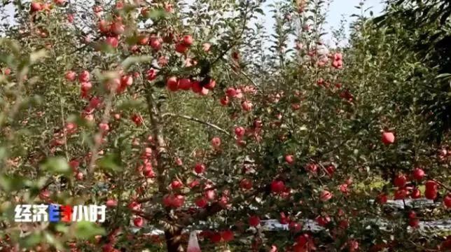  「过山车」这个主产地苹果3毛钱1斤！价格过山车究竟怎么了？