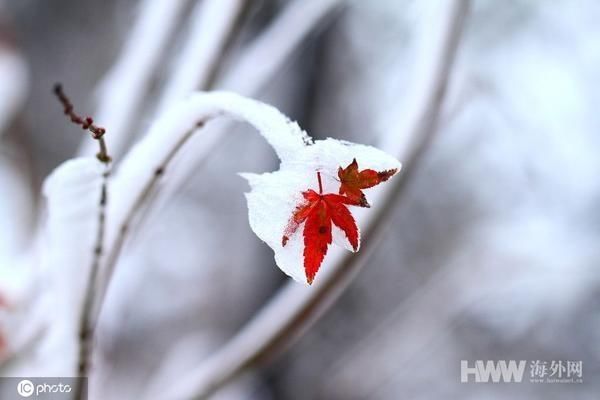 江西庐山迎来2019年入冬首场降雪和雾凇双景观