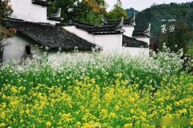  「樱花」中国这些花开成海的地方，美极了