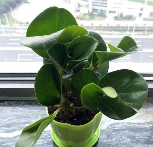 『此种』此种绿植堪称'二手烟的克星',修剪勤冒芽快,1根枝条变1盆