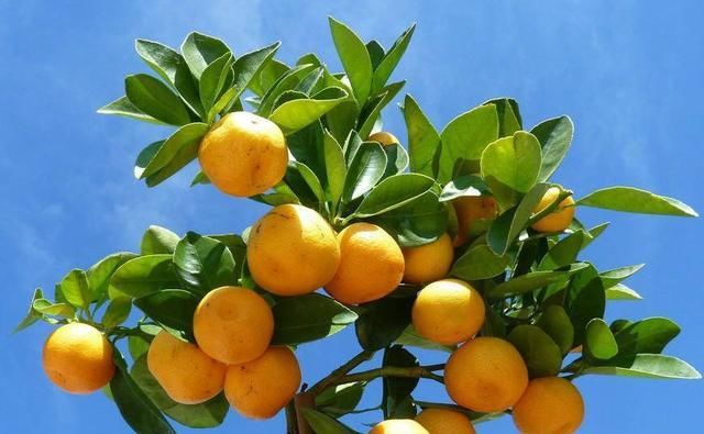 植物|这“2种”植物,放在家里,旺财还喜庆,过年花友都在养!