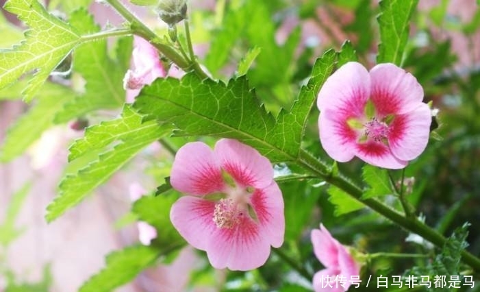  「红茄」精致可爱的3种花，红茄、小木槿、香堇菜?，养在院子很不错